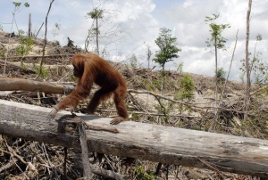 L’Empire d’Angyalistan attribue la citoyenneté d’honneur aux Hominidés menacés par la déforestation