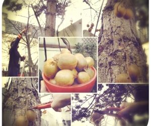 Récolte exceptionnelle dans les jardins de l’Ambassade pour la 1re Cérémonie de la Canopée